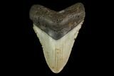 Fossil Megalodon Tooth - North Carolina #147021-1